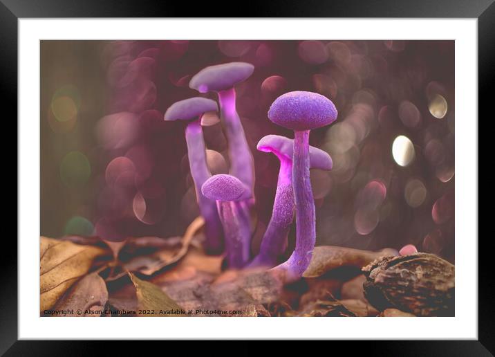 Amethyst Deceiver Mushroom Framed Mounted Print by Alison Chambers