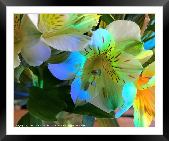 Prism lit white flowers Framed Mounted Print by DEE- Diana Cosford