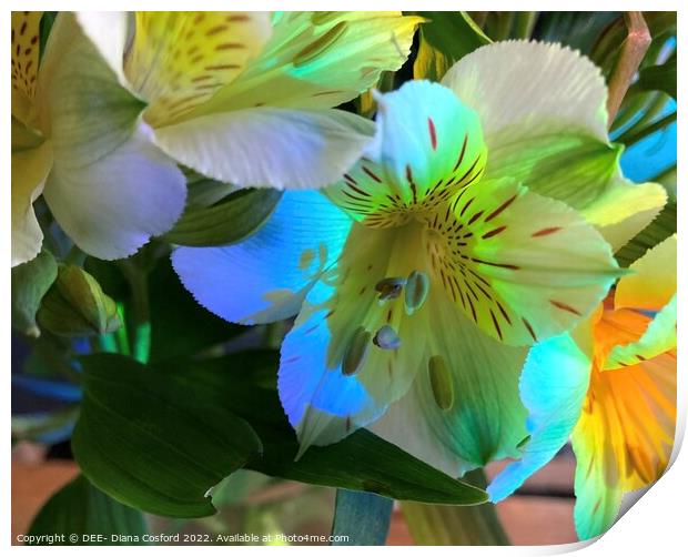 Prism lit white flowers Print by DEE- Diana Cosford