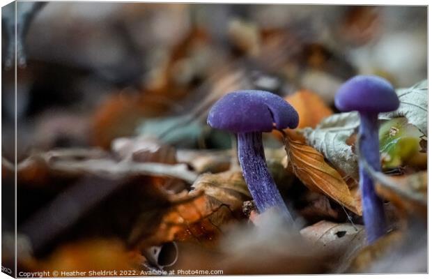 Amethyst Deceiver mushrooms among Autumn leaves Canvas Print by Heather Sheldrick