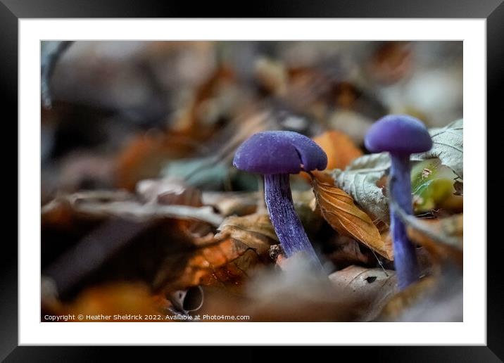 Amethyst Deceiver mushrooms among Autumn leaves Framed Mounted Print by Heather Sheldrick