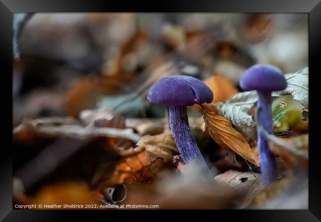 Amethyst Deceiver mushrooms among Autumn leaves Framed Print by Heather Sheldrick