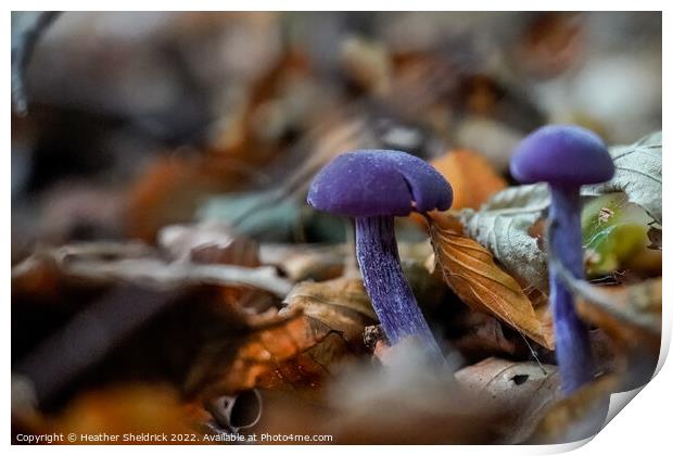 Amethyst Deceiver mushrooms among Autumn leaves Print by Heather Sheldrick