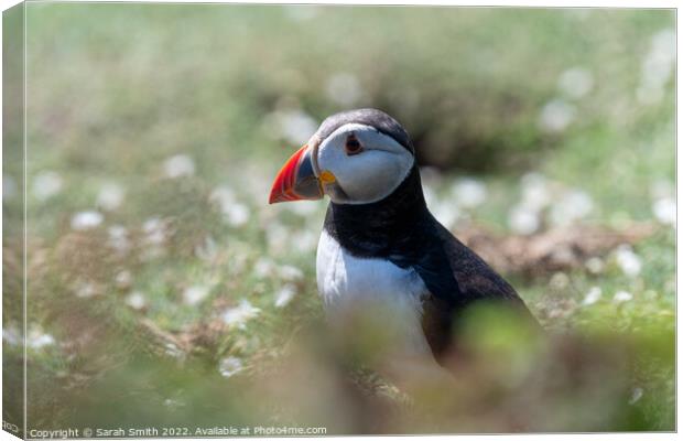 Atlantic Puffin sitting in grass Canvas Print by Sarah Smith