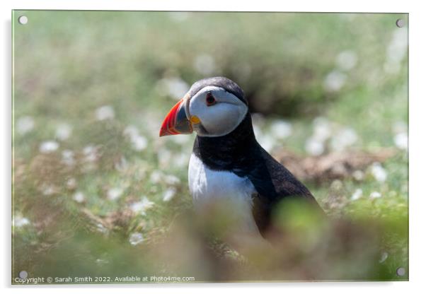 Atlantic Puffin sitting in grass Acrylic by Sarah Smith
