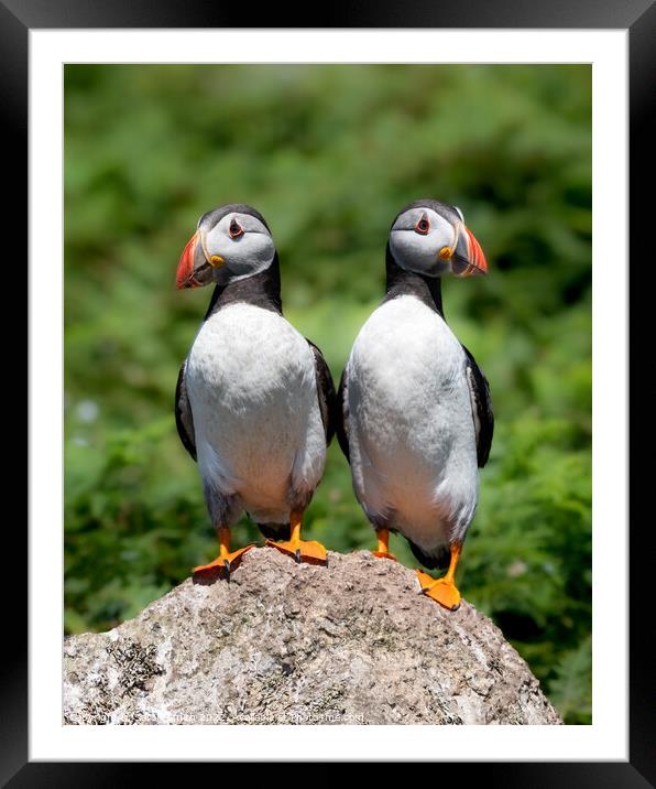 Two young Atlantic Puffins perched on a rock Framed Mounted Print by Sarah Smith