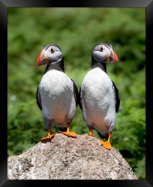 Two young Atlantic Puffins perched on a rock Framed Print by Sarah Smith