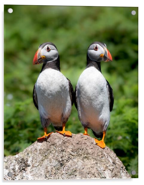 Two young Atlantic Puffins perched on a rock Acrylic by Sarah Smith