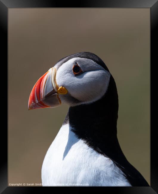 Profile of an Atlantic Puffin Framed Print by Sarah Smith
