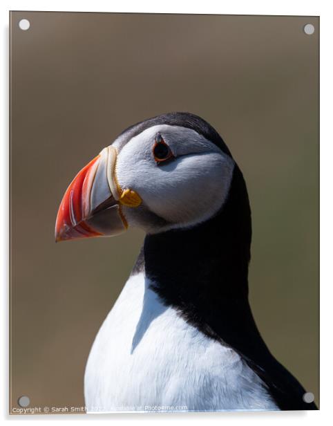 Profile of an Atlantic Puffin Acrylic by Sarah Smith