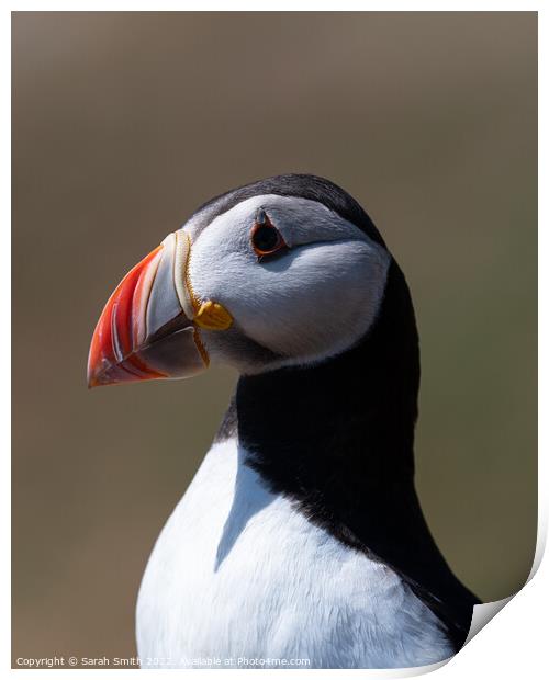 Profile of an Atlantic Puffin Print by Sarah Smith