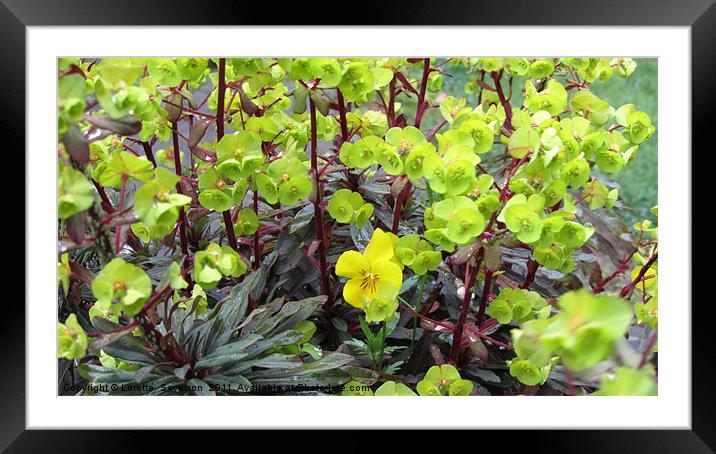 in a feild of green Framed Mounted Print by Lorette  Severson 