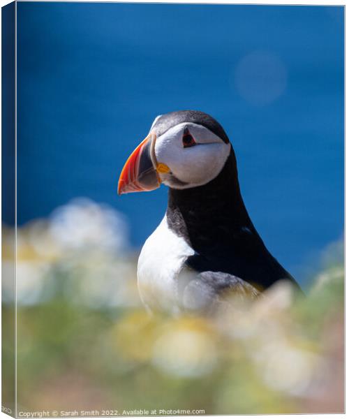 Atlantic Puffin on Skomer Island with a striking blue background Canvas Print by Sarah Smith