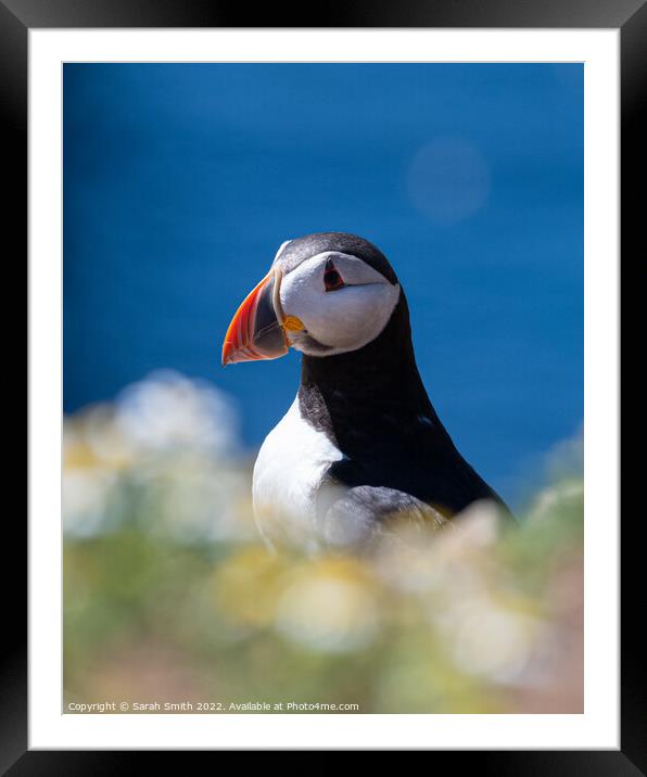 Atlantic Puffin on Skomer Island with a striking blue background Framed Mounted Print by Sarah Smith