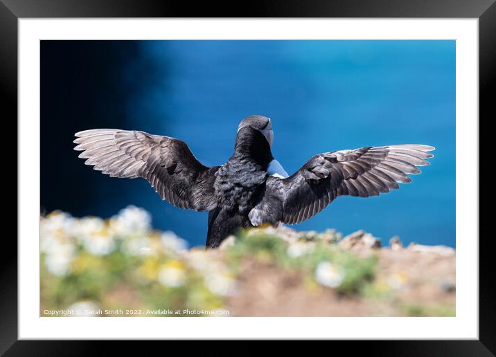 Back view of an Atlantic Puffin with outstretched wings Framed Mounted Print by Sarah Smith