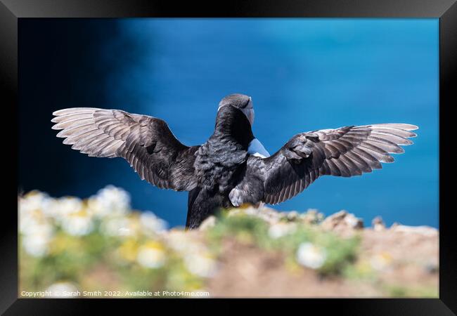 Back view of an Atlantic Puffin with outstretched wings Framed Print by Sarah Smith