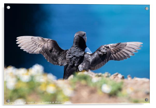 Back view of an Atlantic Puffin with outstretched wings Acrylic by Sarah Smith