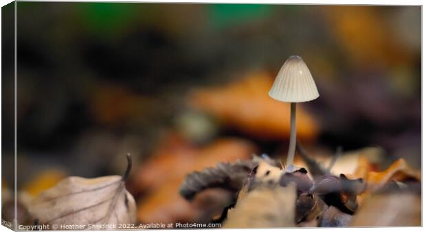 Lone mushroom in Autumn Woodland Canvas Print by Heather Sheldrick