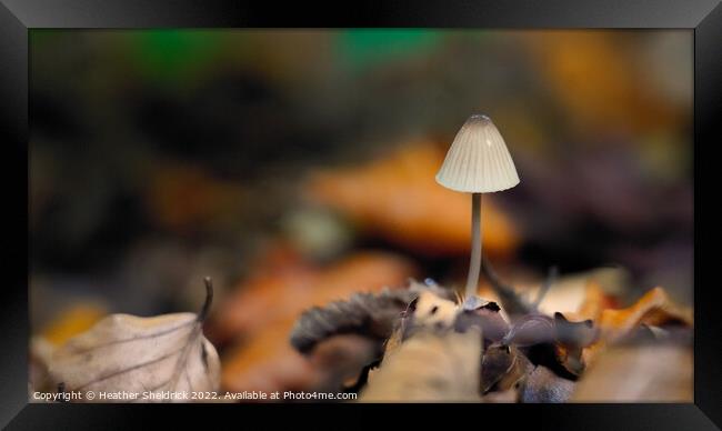 Lone mushroom in Autumn Woodland Framed Print by Heather Sheldrick
