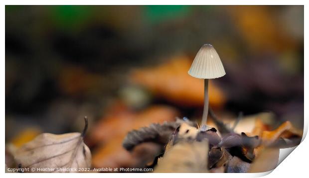 Lone mushroom in Autumn Woodland Print by Heather Sheldrick