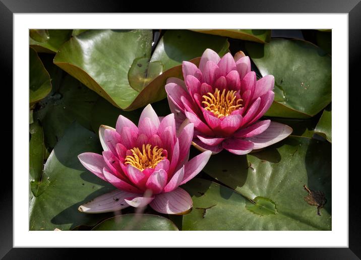 Water Lily In Bloom Framed Mounted Print by Artur Bogacki
