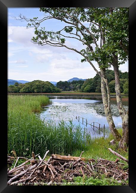 Killarney Lakeside Scene Framed Print by Jane McIlroy