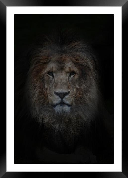 Look of the Lion  Framed Mounted Print by Jon Fixter