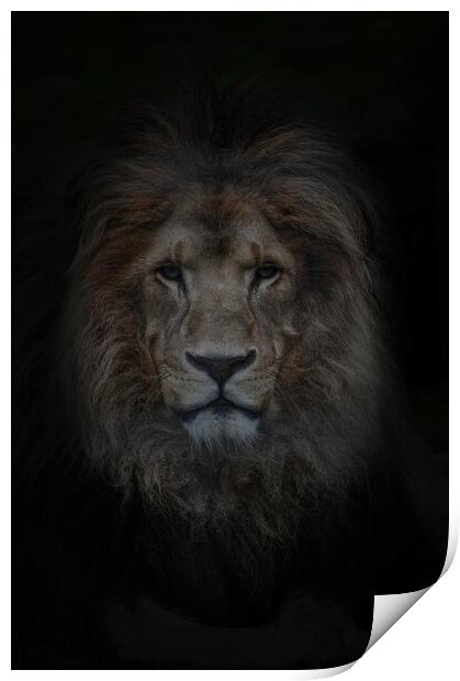 Look of the Lion  Print by Jon Fixter