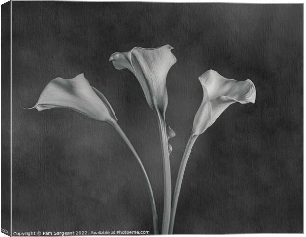 Monochrome Calla Lily Trio Canvas Print by Pam Sargeant