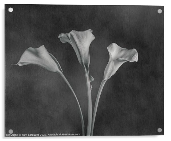 Monochrome Calla Lily Trio Acrylic by Pam Sargeant