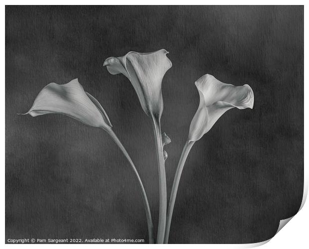 Monochrome Calla Lily Trio Print by Pam Sargeant