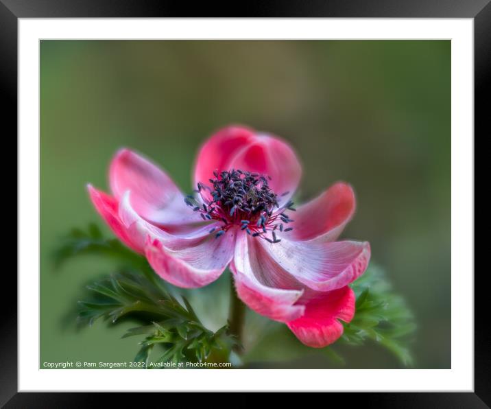 Red Anemone Flower Framed Mounted Print by Pam Sargeant