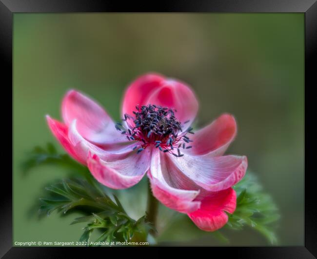 Red Anemone Flower Framed Print by Pam Sargeant