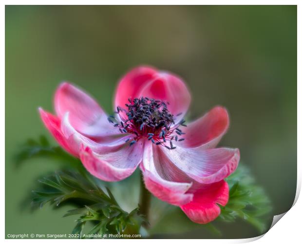 Red Anemone Flower Print by Pam Sargeant