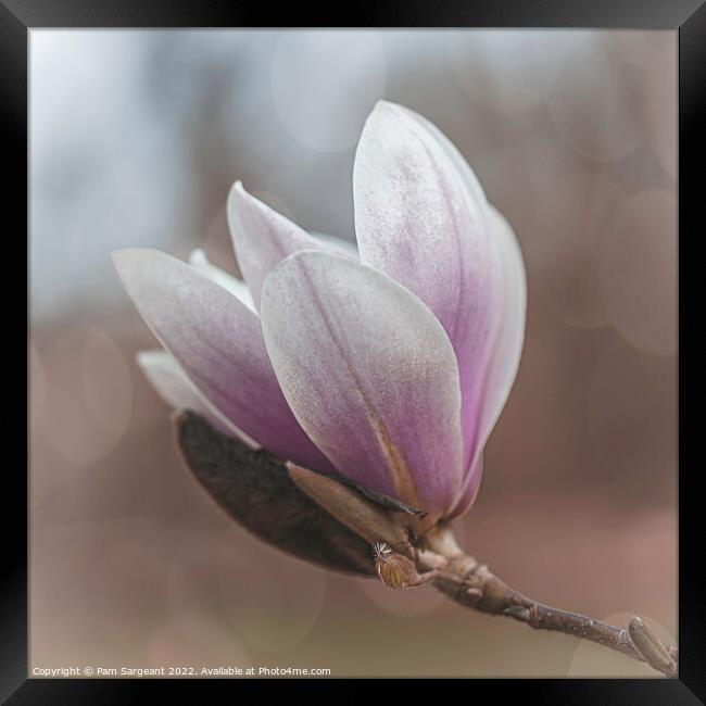 Pink Magnolia Blossom in Bloom Framed Print by Pam Sargeant