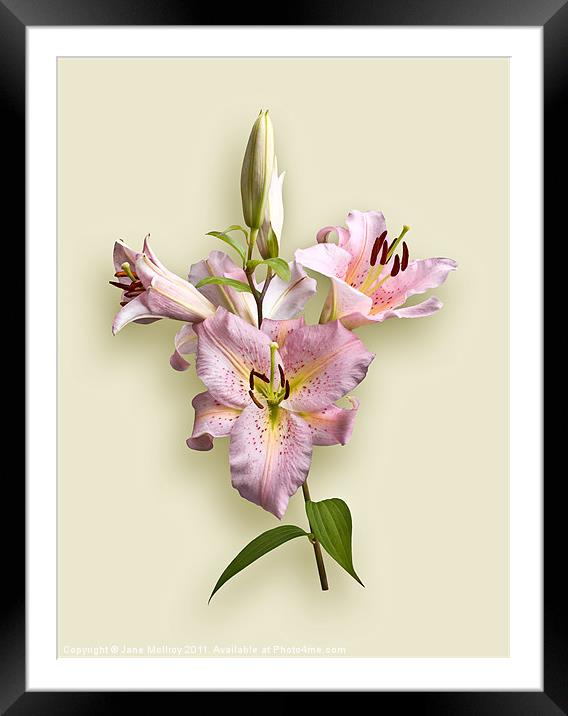 Pink Lilies on Cream Framed Mounted Print by Jane McIlroy