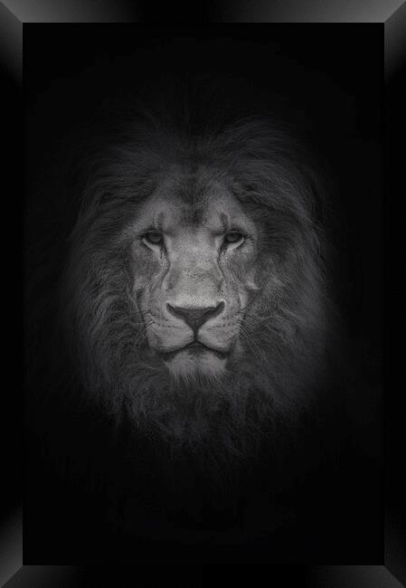 Portrait of a Lion  Framed Print by Jon Fixter