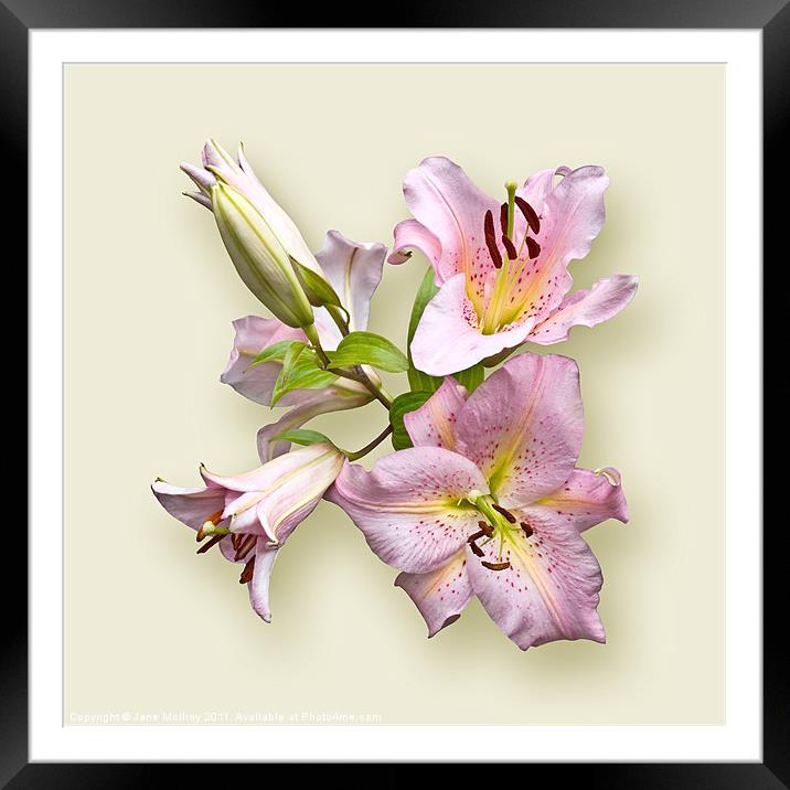 Pink Lilies on Cream Framed Mounted Print by Jane McIlroy