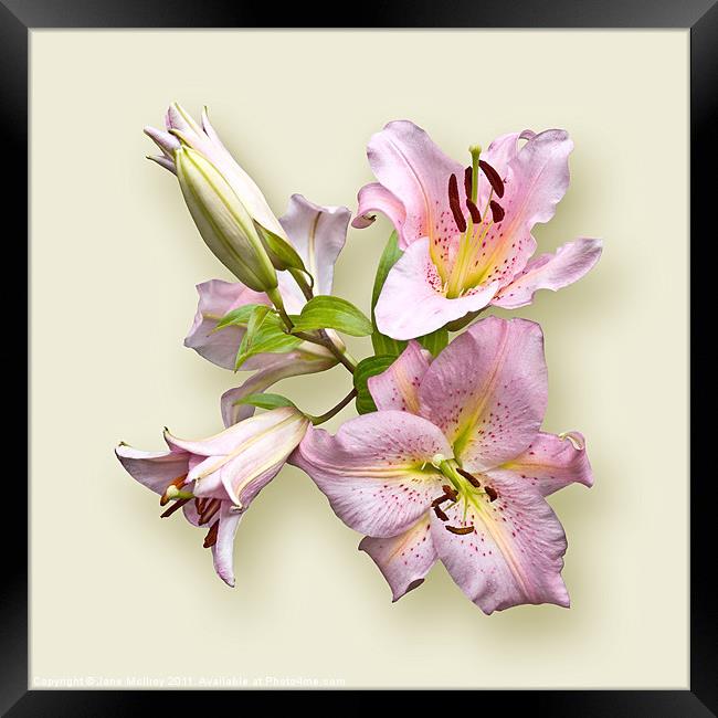 Pink Lilies on Cream Framed Print by Jane McIlroy