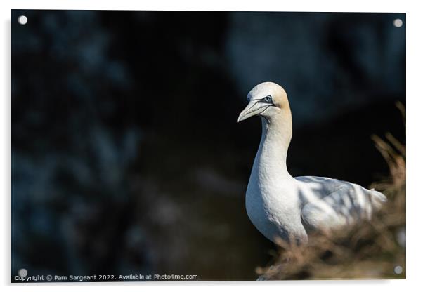 Majestic Gannet Surveying the Yorkshire Coastline Acrylic by Pam Sargeant