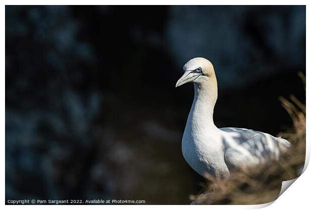 Majestic Gannet Surveying the Yorkshire Coastline Print by Pam Sargeant