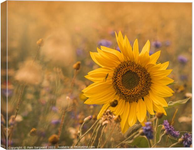 Majestic Sunflower Stands Out in Wildflower Field Canvas Print by Pam Sargeant