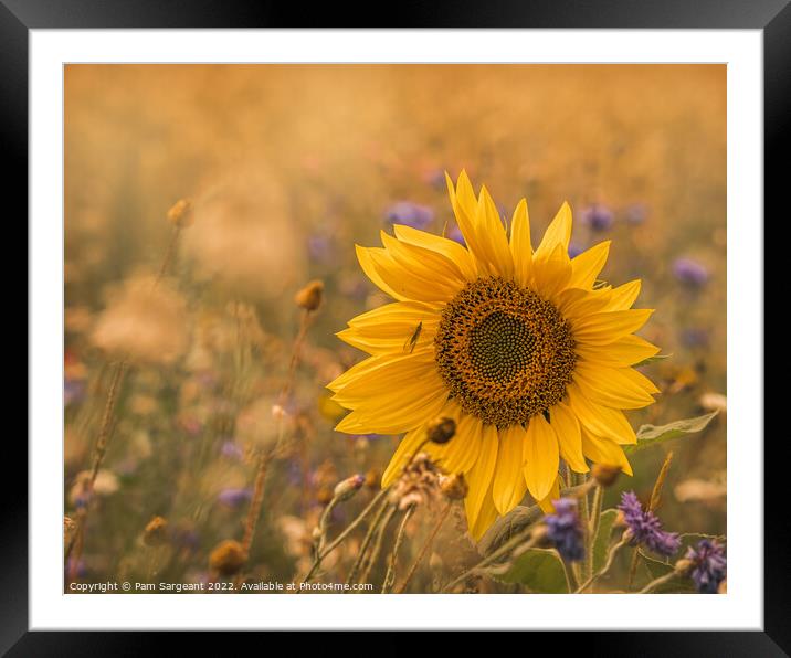 Majestic Sunflower Stands Out in Wildflower Field Framed Mounted Print by Pam Sargeant