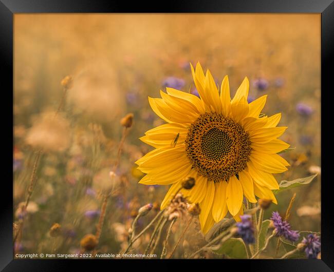 Majestic Sunflower Stands Out in Wildflower Field Framed Print by Pam Sargeant