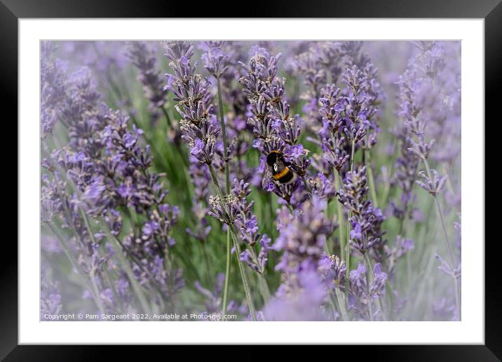 The Blissful Bee Framed Mounted Print by Pam Sargeant