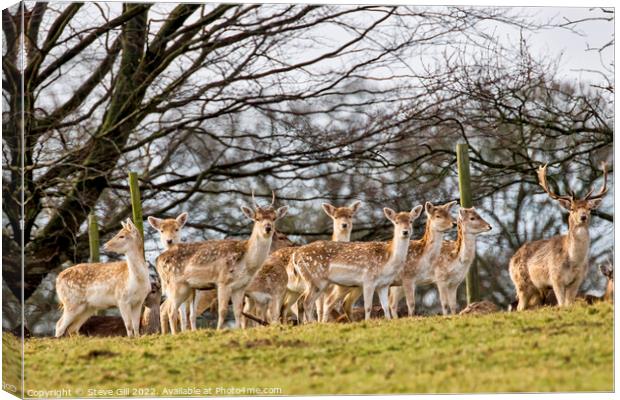 Herd of European Fallow Deer Looking at the Camera. Canvas Print by Steve Gill
