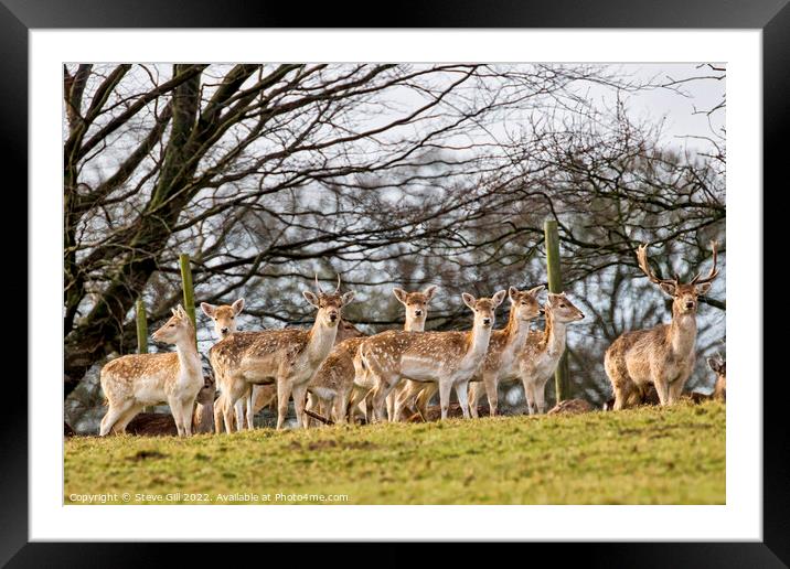 Herd of European Fallow Deer Looking at the Camera. Framed Mounted Print by Steve Gill