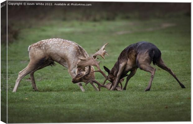 Two young stags play fighting Canvas Print by Kevin White