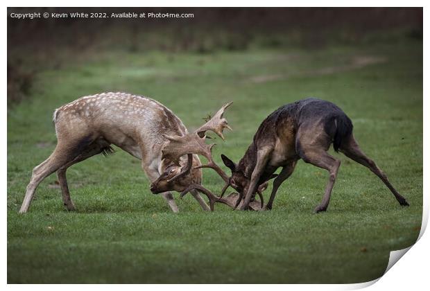 Two young stags play fighting Print by Kevin White