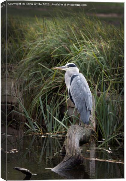Grey heron sitting on large log Canvas Print by Kevin White